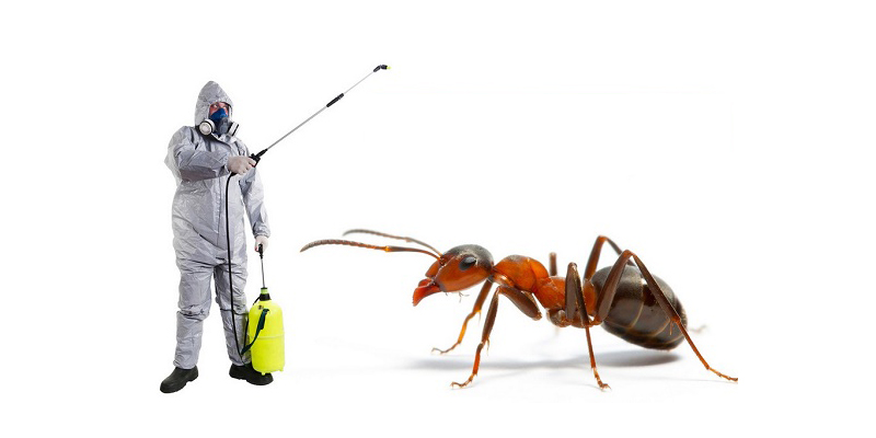 Ant Pest Control Service In Bahrain