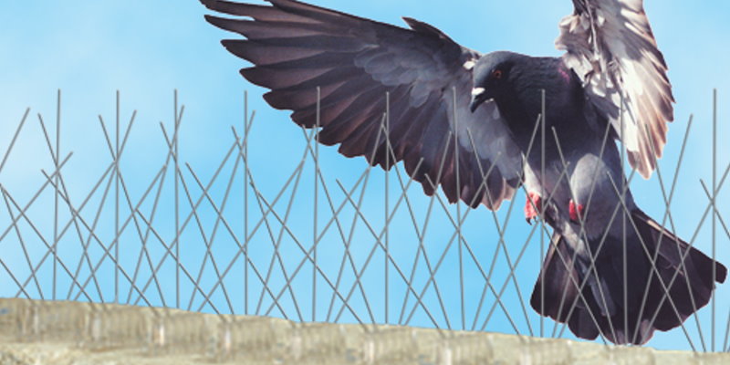 Bird Control Service In Bahrain