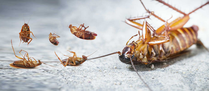 Cockroach Control Service In Bahrain