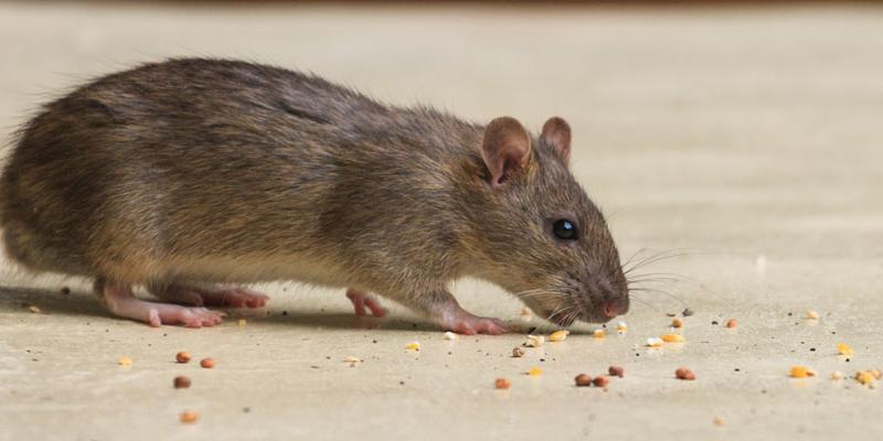 Rodent Control Service In Bahrain