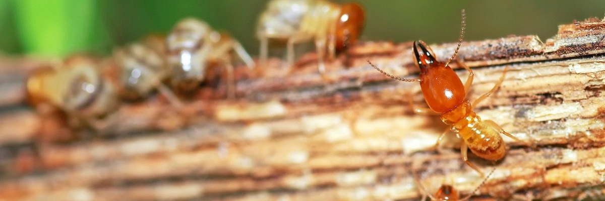 Termite Control In Bahrain